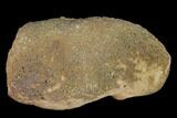 Cretaceous Coprolite (Poop) With Seed? - Judith River Formation #144923-2
